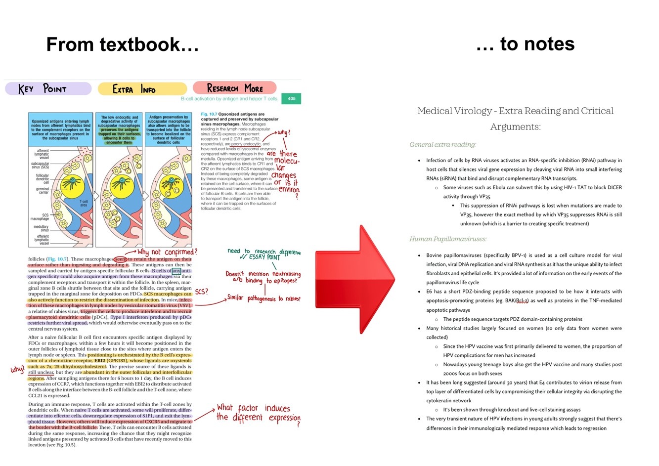 On the left hand side, a page from a textbook with sentences highlighted in different colours and questions handwritten in the margins. On the right hand side, a typed page of notes summarising the textbook page.